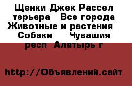 Щенки Джек Рассел терьера - Все города Животные и растения » Собаки   . Чувашия респ.,Алатырь г.